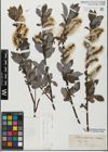 Foto von Salix glabra Scop.